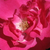 Rose - Rosiers polyantha - Lafayette